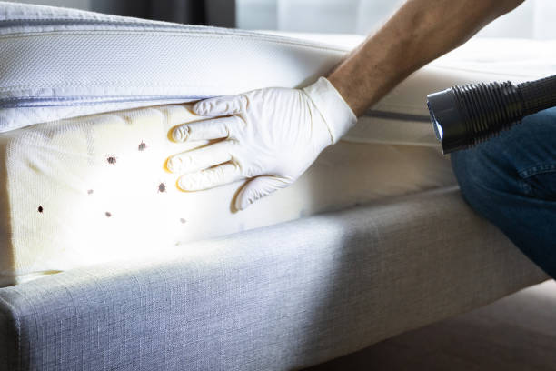 Best Pest Control for Homes  in Lindenhurst, IL