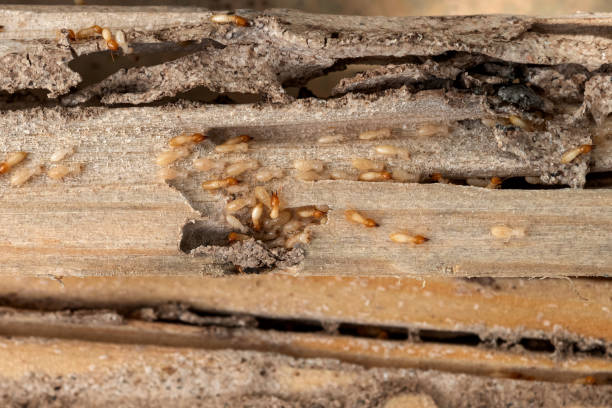 Best Spider Control Near Me  in Lindenhurst, IL